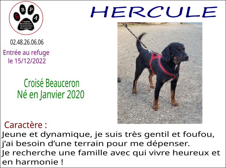 hercule