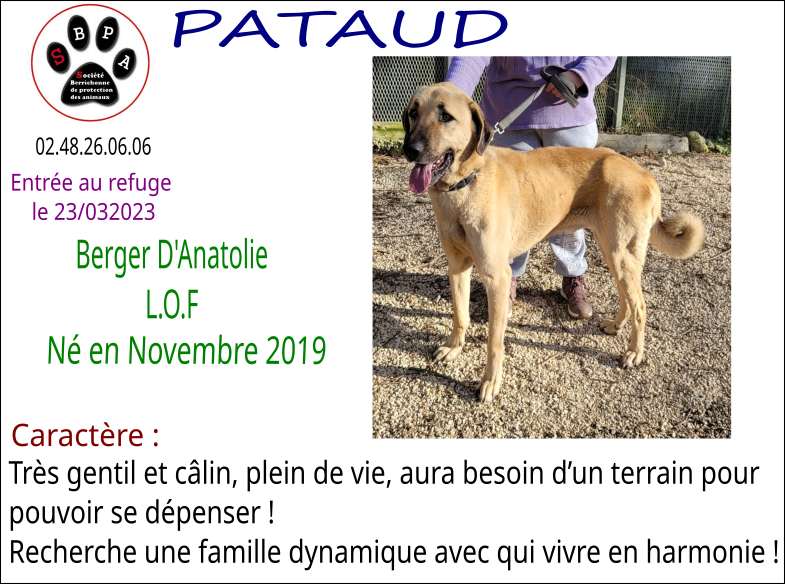 pataud