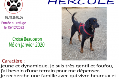 hercule