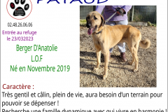 pataud