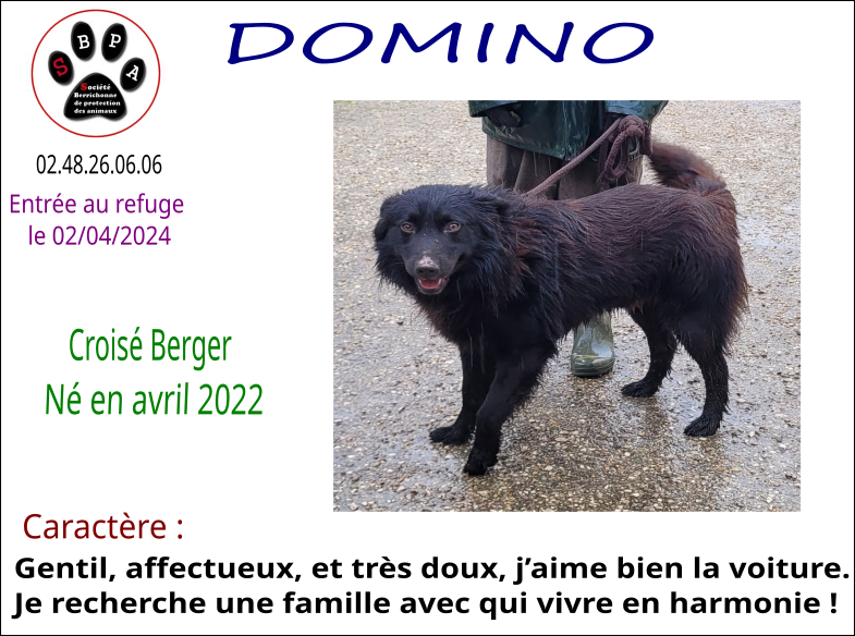 DOMINO
