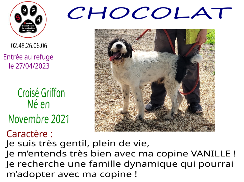 chocolat