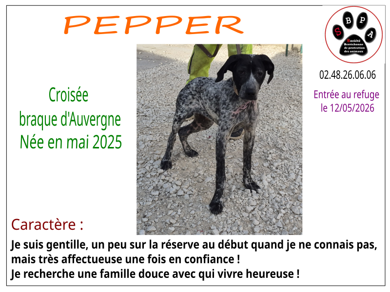 pepper