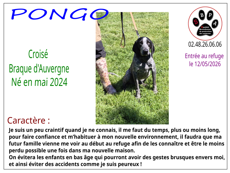 pongo