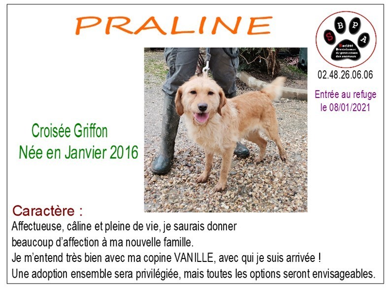 praline