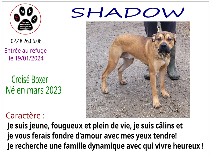 shadow