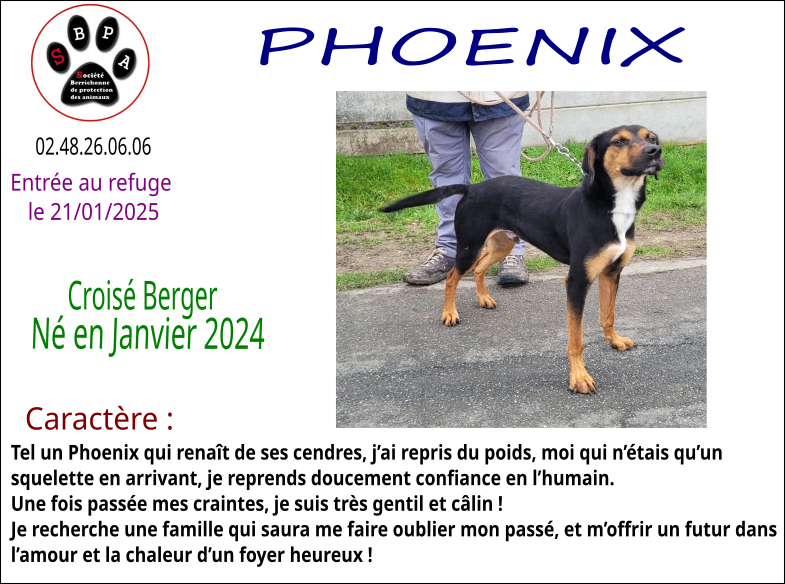 phoenix