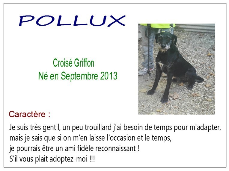 pollux