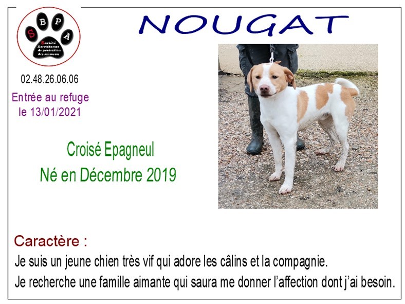 nougat