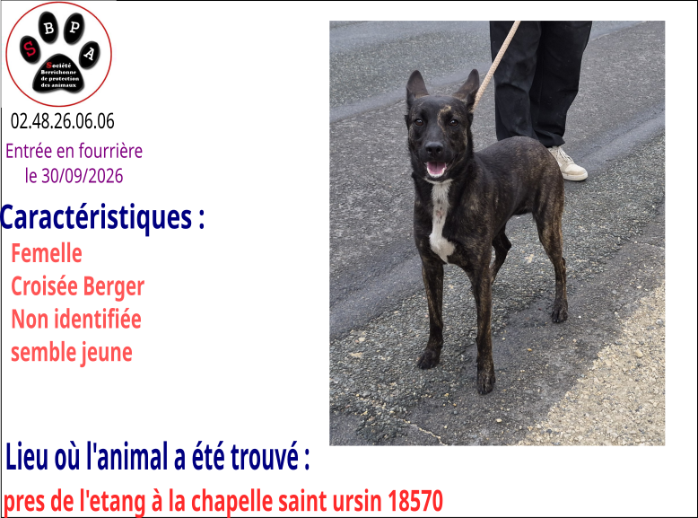 X-BERGER-FEMELLE-fourriere