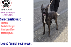 X-BERGER-FEMELLE-fourriere