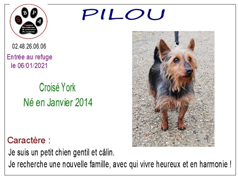 pilou