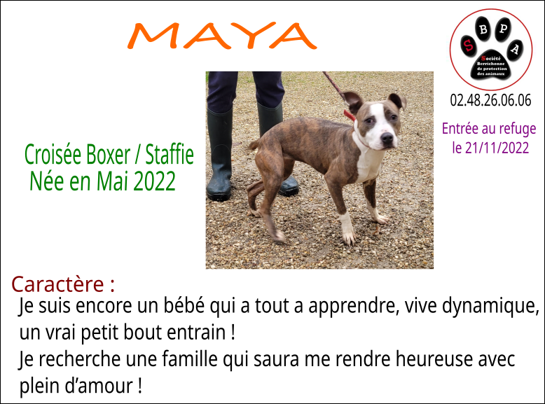 MAYA