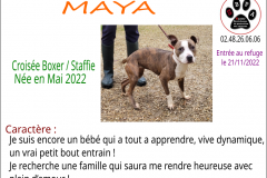 MAYA