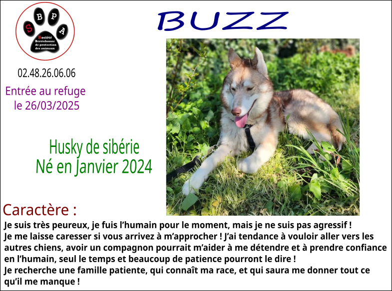 buzz