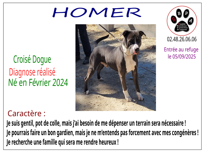 homer