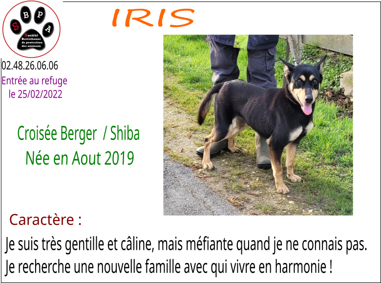 iris
