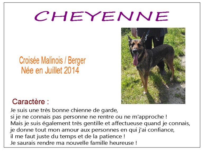 cheyenne