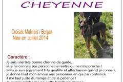 cheyenne