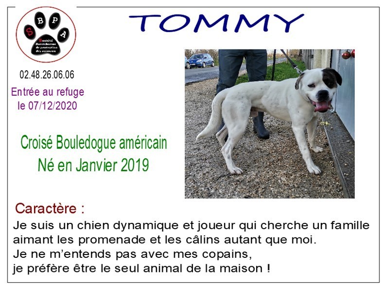 tommy