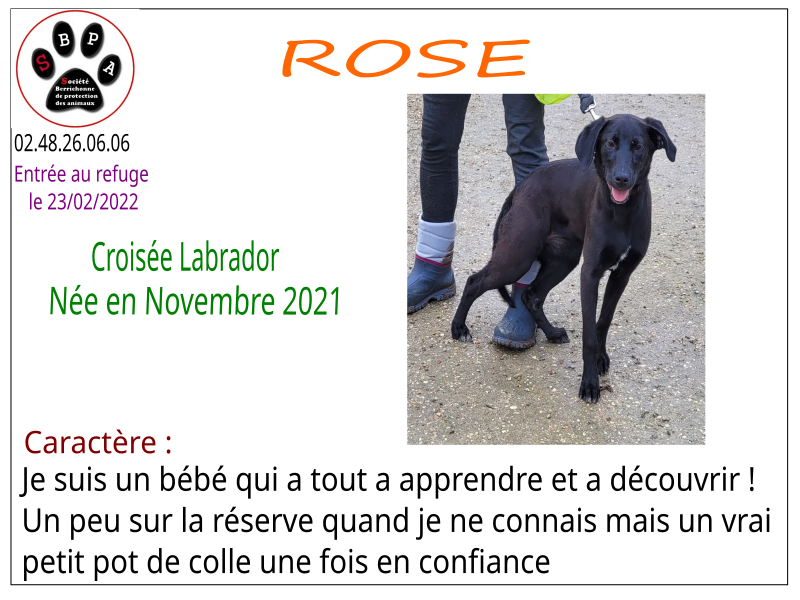 rose