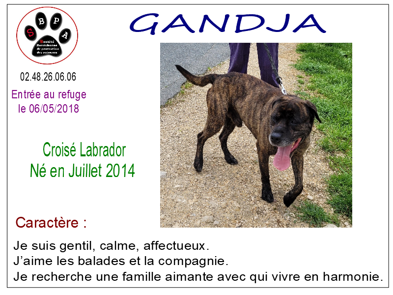 gandja