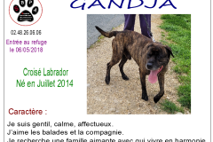 gandja