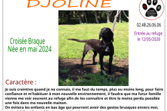djoline