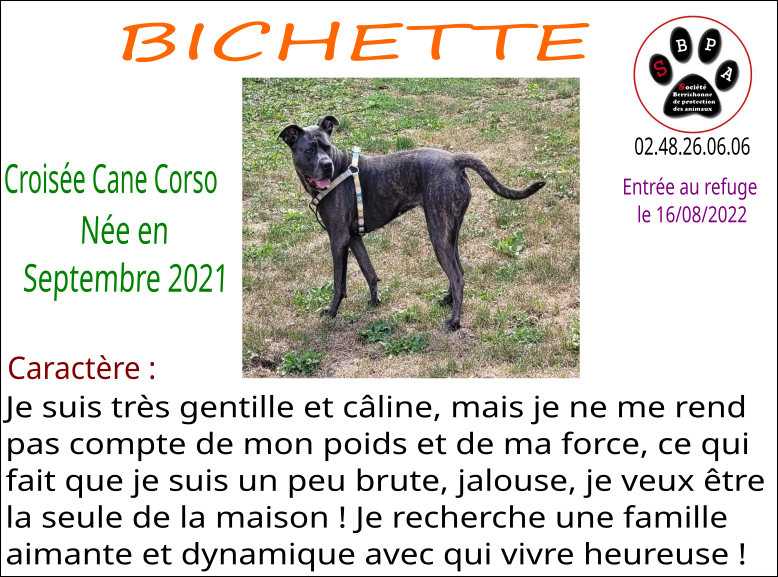 bichette