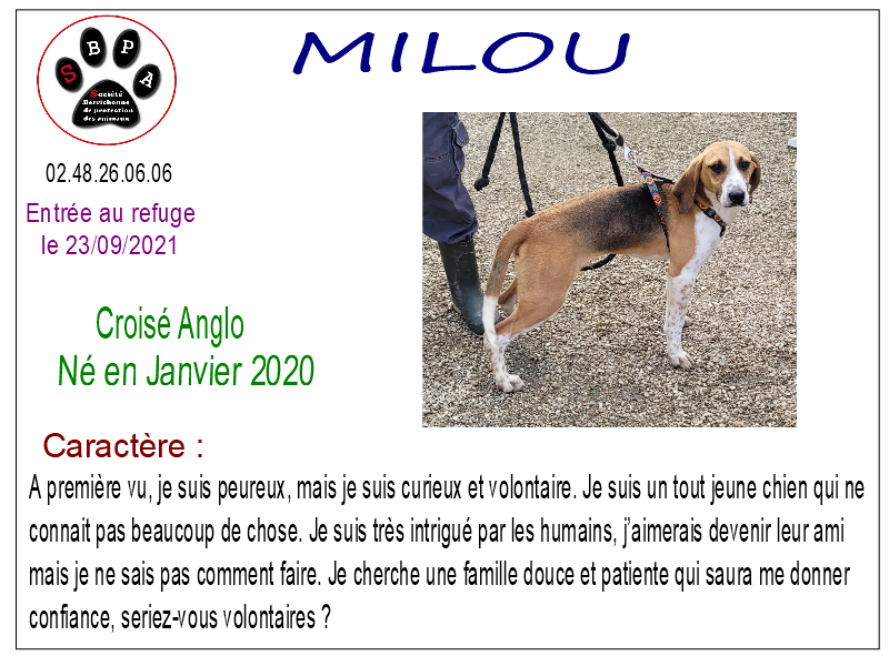 milou