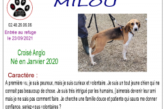 milou