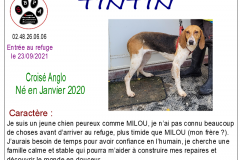 tintin