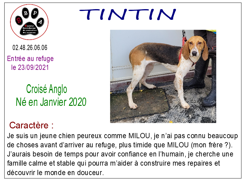 tintin