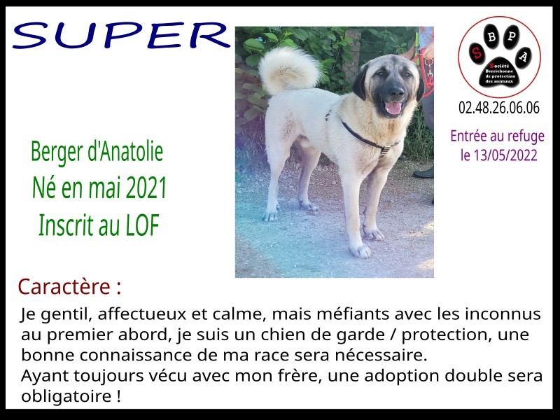 SUPER-1