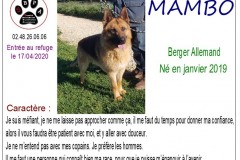MAMBO