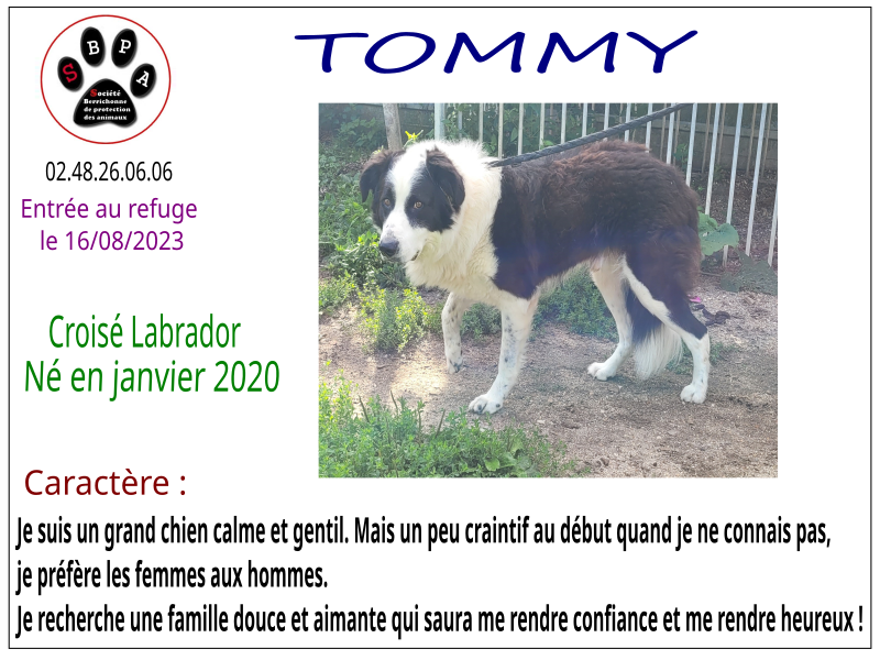 tommy
