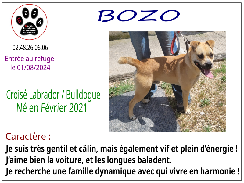 bozo