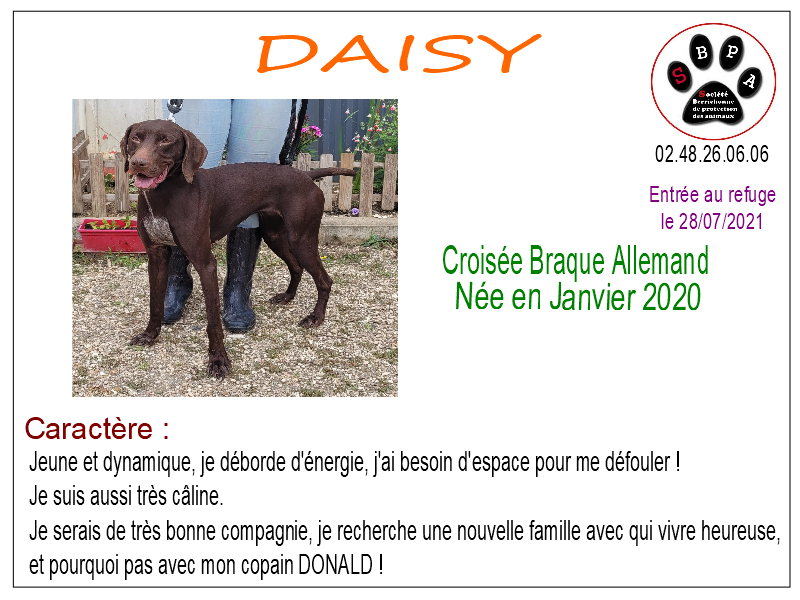daisy