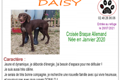 daisy