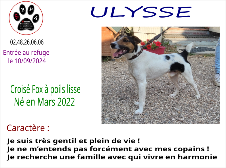 ulysse