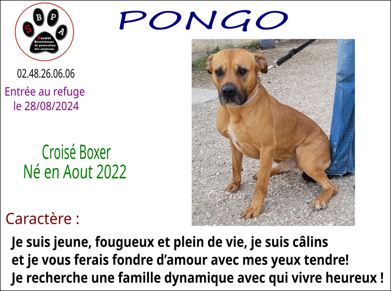 pongo